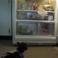 06. Cat sits in front of open fridge [Long shot]