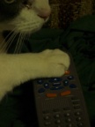 08. Cat pushes button on DVD remote [Close-up shot]