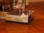 2005-03-21: Fuzzy in his box (2)